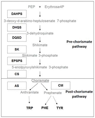 Effects of EPSPS Copy Number Variation (CNV) and Glyphosate Application on the Aromatic and Branched Chain Amino Acid Synthesis Pathways in Amaranthus palmeri